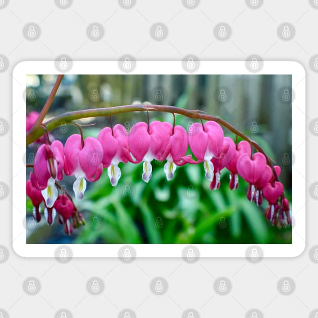 "Bleeding Heart" Flowers Sticker by Colette22